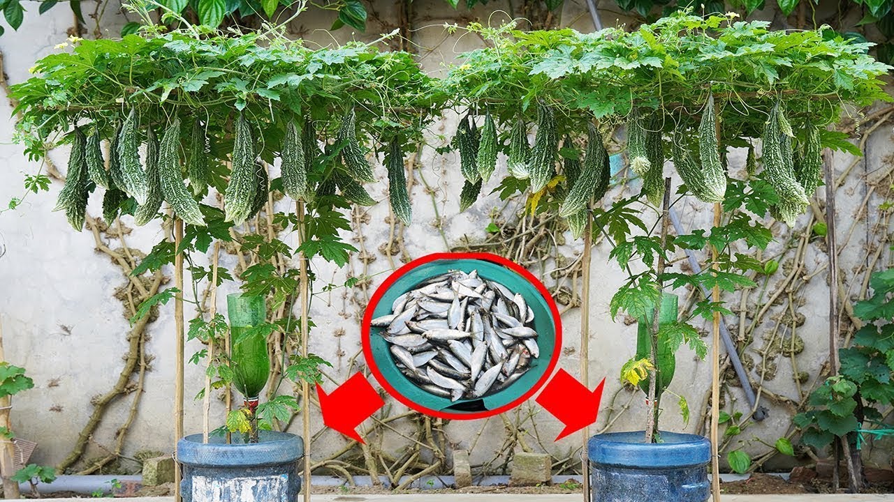 Timun Dan Pare Lebih Rapi Di Lahan Kecil, Rangka Tanaman Ini Dibuat Dari Barang Bekas
