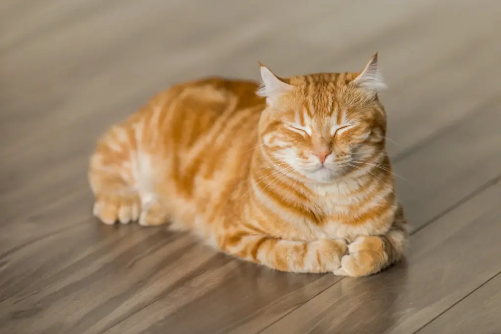 Lebih Tahan Banting Dari Dugaan, 4 Jenis Kucing Kampung Ini Juga Pandai Menyesuaikan Diri