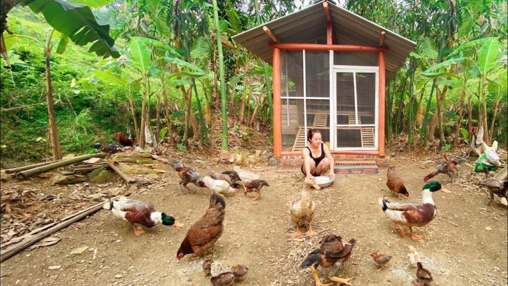 Ternak Ayam Kampung Lebih Aman Saat Bibit, Kandang, dan Brooding Disiapkan Dari Awal