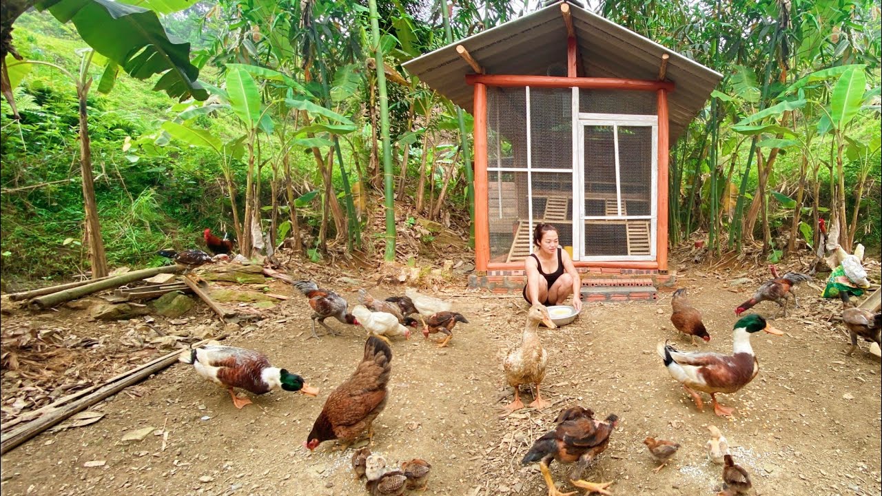 Ternak Ayam Kampung Lebih Aman Saat Bibit, Kandang, dan Brooding Disiapkan Dari Awal