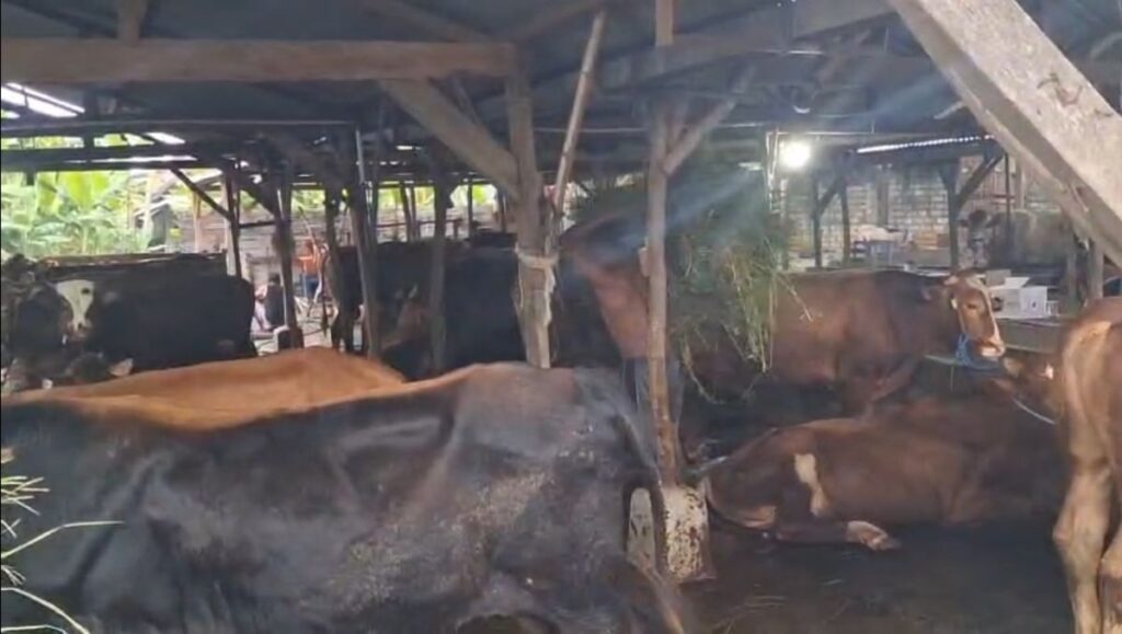Pembeli Berebut Sapi Kurban di Sidoarjo, Harga Kelas Premium Menyentuh Rp50 Juta