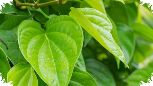 Dari Mulut Sampai Kulit, Daun Sirih Punya Banyak Manfaat Yang Sering Diabaikan