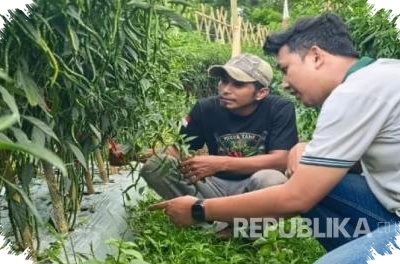 Ketahanan Cabai Keriting Jadi Penentu Di Kemarau Jawa Barat, Varietas Tangguh 77 F1 Diburu Petani