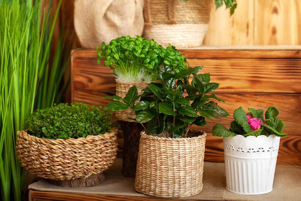 Pandan Wangi Hingga Gardenia, Tanaman Aromatik Alami untuk Atasi Bau Apek di Rumah