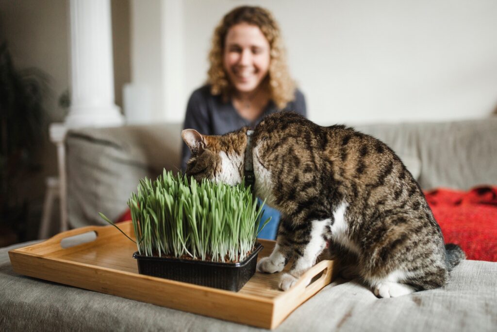 Rumput Bukan Menu Utama Kucing, Ini Fungsi Sebenarnya Saat Tubuhnya Tak Nyaman