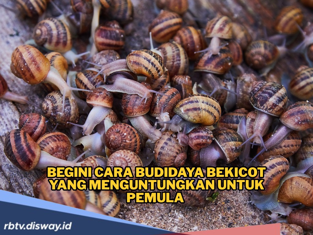 Lingkungan Lembap Dan Pakan Segar Jadi Penentu, Kesalahan Kecil Ini Bikin Bekicot Gagal Besar