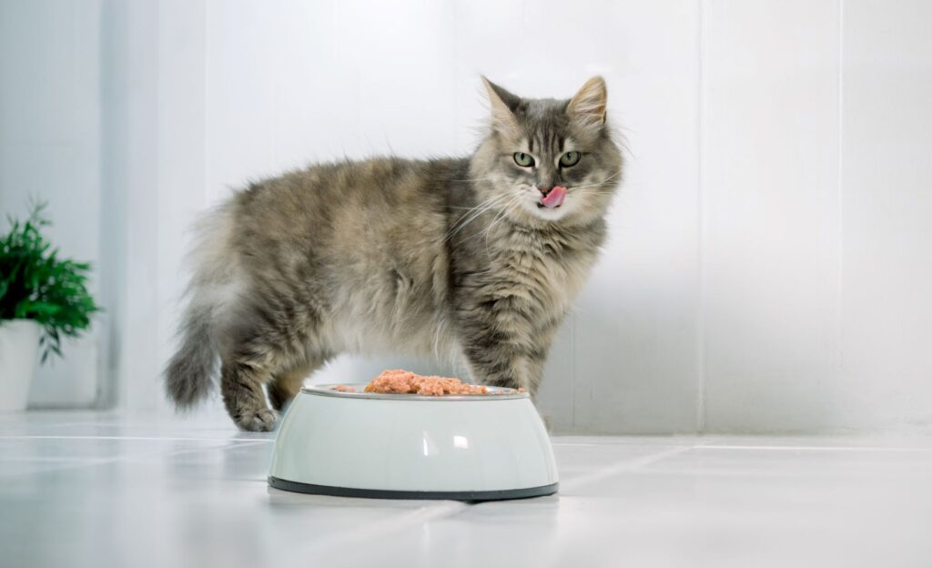 Raw Food Kucing Tidak Selalu Lebih Baik, Kontaminasi Dan Risiko Ke Manusia Tetap Mengintai