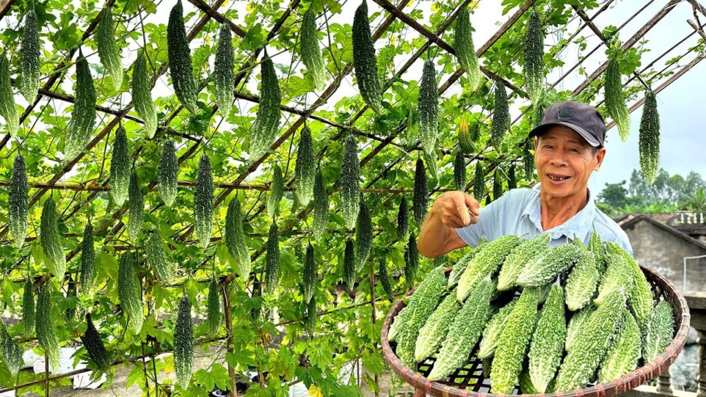 Rambatan Pare Dari Bambu Bekas Dan Rafia, Buah Lebih Bersih Dan Kebun Lebih Tertata