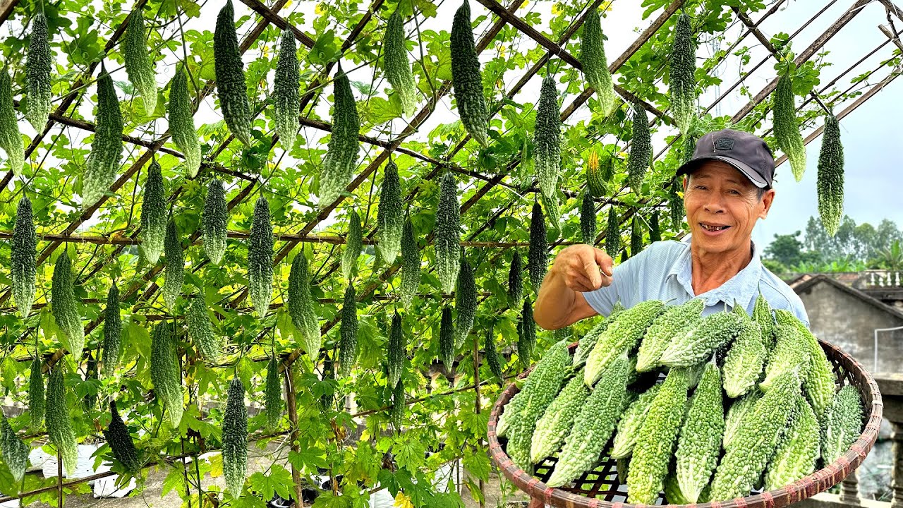 Rambatan Pare Dari Bambu Bekas Dan Rafia, Buah Lebih Bersih Dan Kebun Lebih Tertata