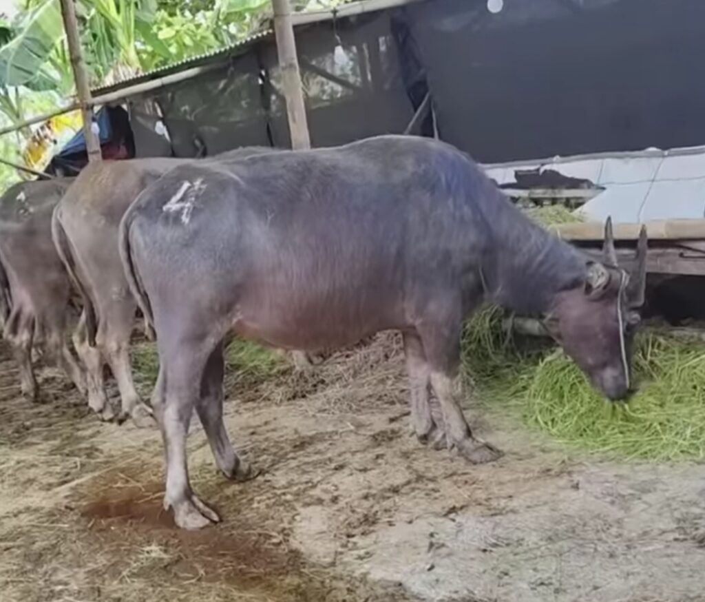 Kerbau Kurban Di Jawa Tengah Menipis, Pasokan Dari Luar Disiapkan Demi Idul Adha