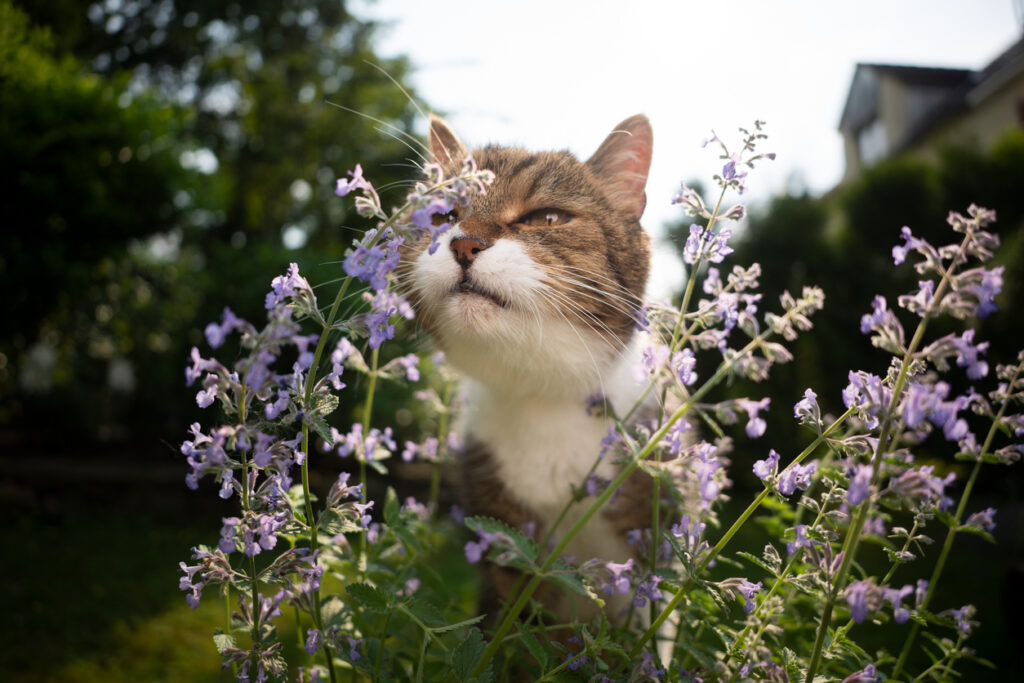 Tak Semua Kucing Bereaksi Sama, Catnip Bisa Bikin Sebagian Loyo, Lainnya Sangat Aktif