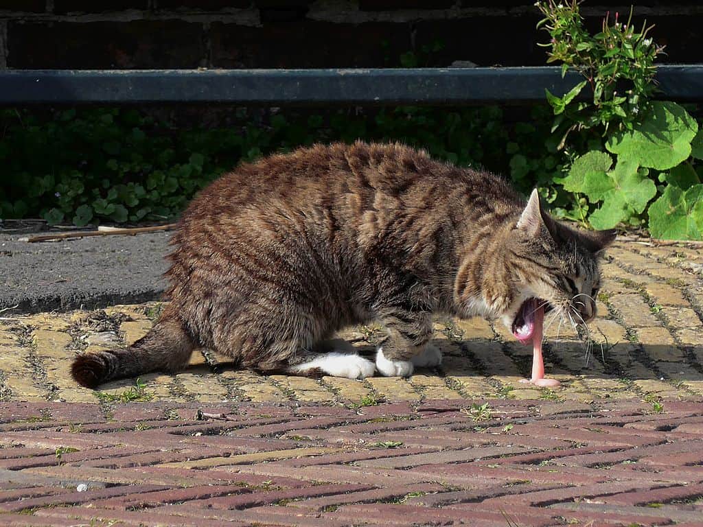 Cegah Muntah Bulu Berulang Pada Kucing, Begini 4 Langkah Praktis yang Bisa Dilakukan