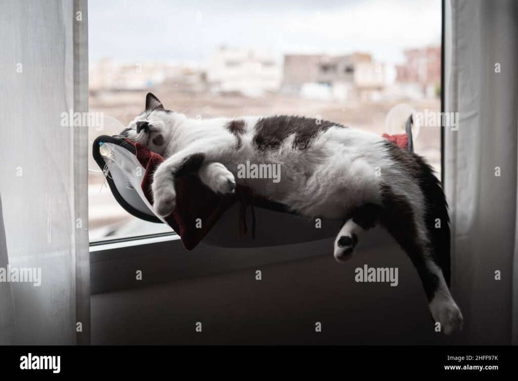 Kucing Bisa Melompat Luar Biasa Tinggi, Inilah Fakta Fisiknya Yang Paling Mengejutkan