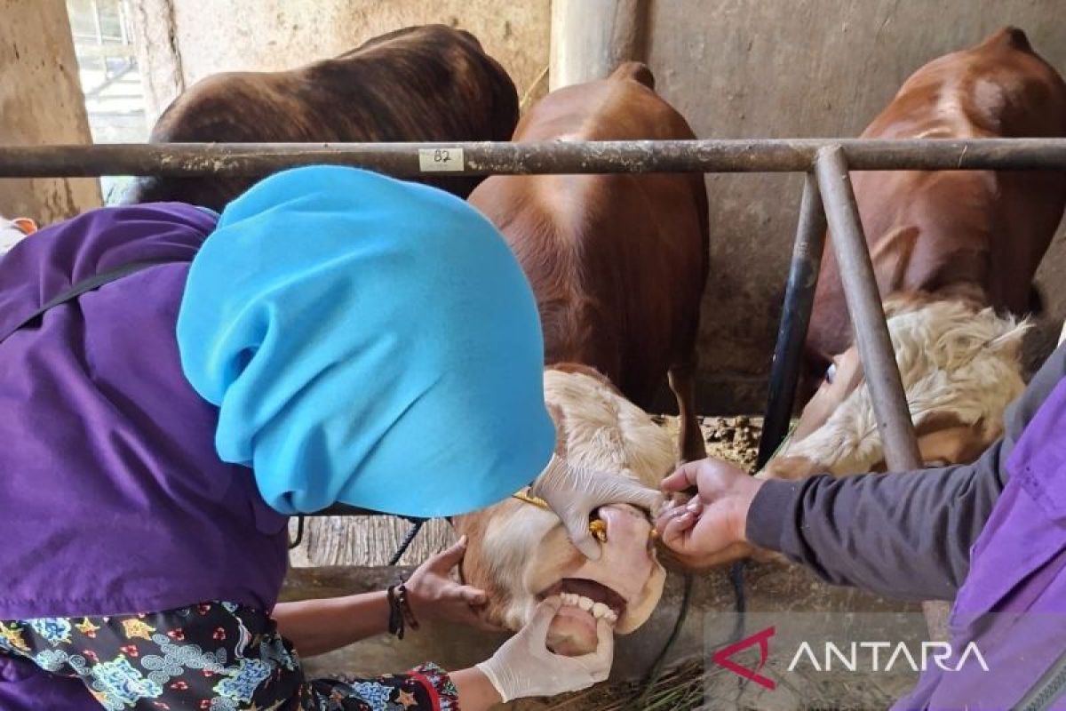 Pemeriksaan Kurban Di Cianjur Diperketat Hingga Daging Dan Jeroan, 4.303 Ternak Dipastikan Sehat