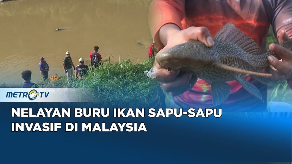 Bukan Asli Indonesia dan Kian Meluas, Ikan Sapu-Sapu Diam-Diam Mengganggu Perairan