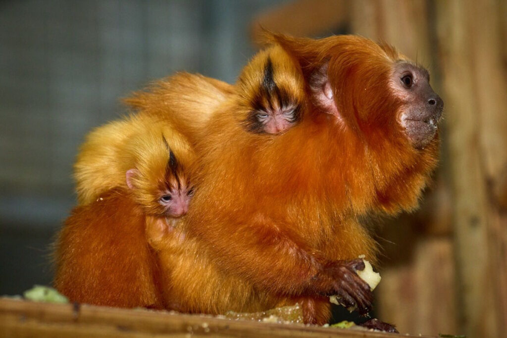 Pemulihan Golden Lion Tamarin Tembus 4.800 Ekor, Dari Ambang Punah ke Kabar Baik Brasil
