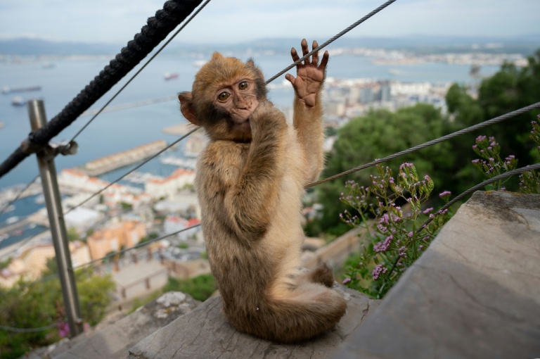 Macaque Gibraltar Kerap Menyantap Tanah Setelah Jajan Turis, Diduga Jadi Penawar Pencernaan