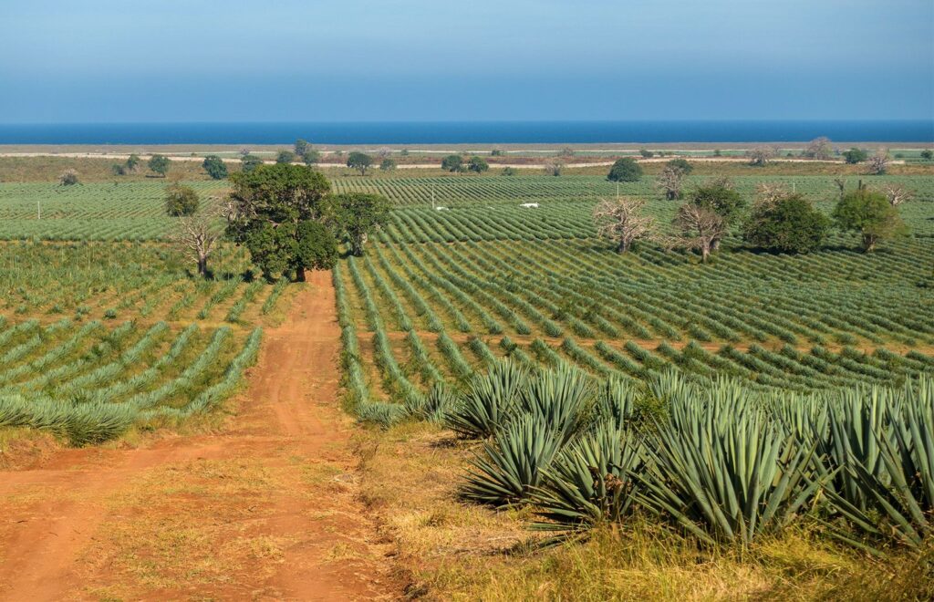 Kenya Siap Menangkap Peluang Tarif Nol Cina, Defisit Dagang Afrika Justru Makin Dalam