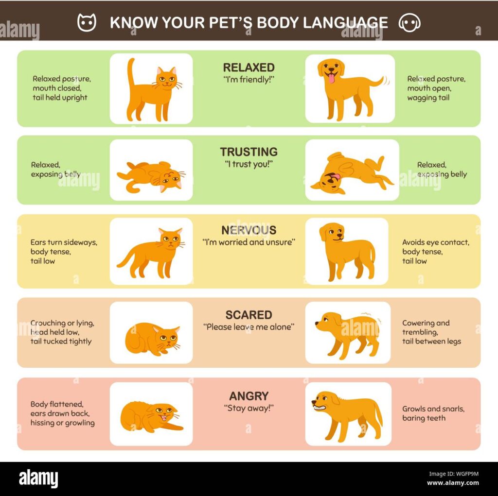Banyak Sinyal Kucing Ternyata Keliru Dibaca, Ini Arti Dengkuran, Mengeong, dan Tatapannya