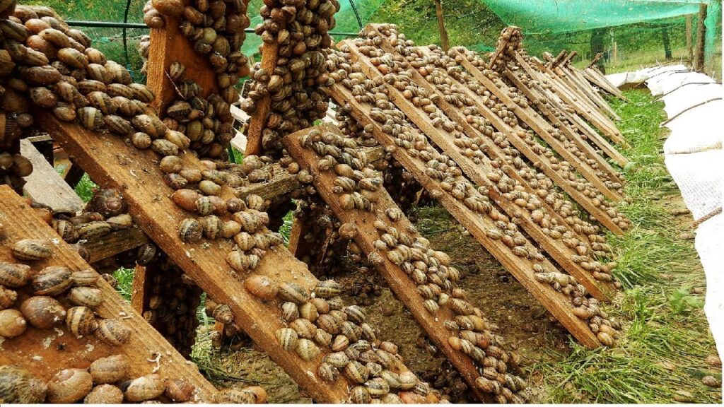 Bekicot Rumahan Bisa Dimulai Dengan Biaya Ringan, Pasar Dan Perawatannya Ternyata Menarik
