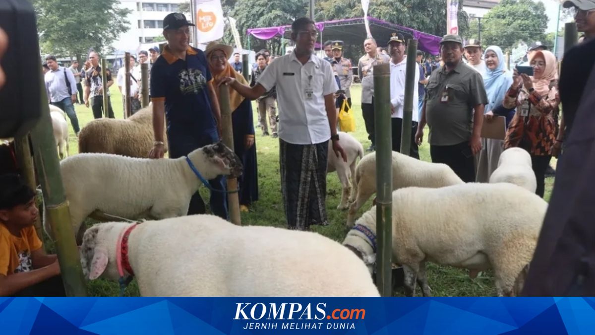 Mahasiswa Undip Antar Domba Sakub 132 Kg Raih Peringkat Dua Di Kontes Jawa Tengah, Gemoy Ternyata Pernah 144 Kg