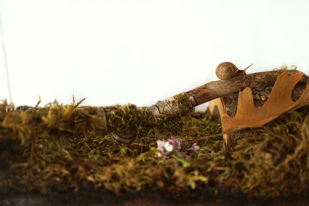 Bekicot Bisa Dibudidayakan Di Lahan Kecil, Kuncinya Teduh, Lembap, Dan Bersih