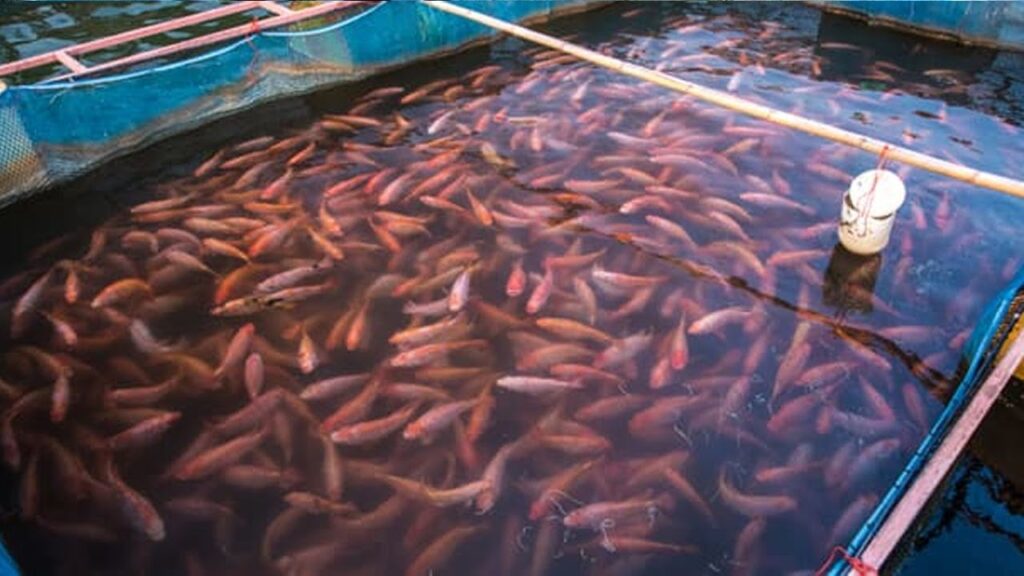 Kolam Terpal Lebih Ringan Untuk 500 Nila Pemula, Modal Awal dan Rawatannya Jauh Lebih Sederhana