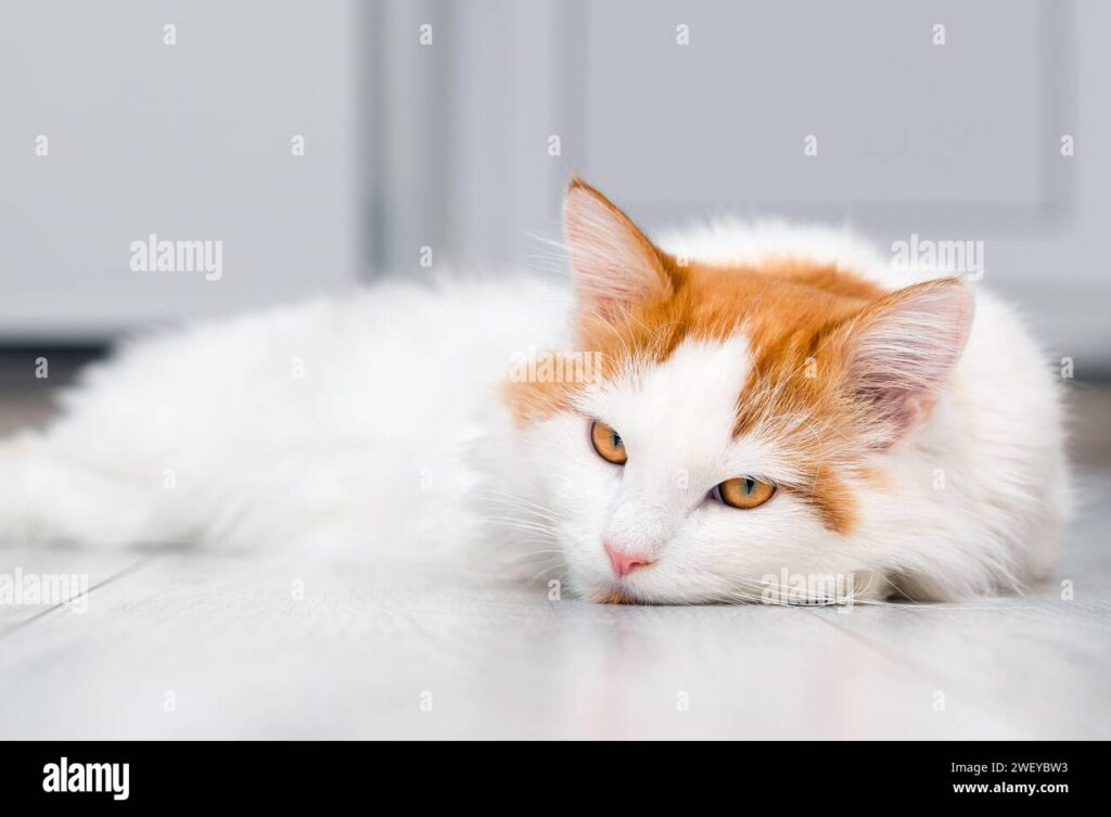 Saat Kucing Mulai Menarik Diri, Ini 5 Pemicu yang Sering Dianggap Sepele