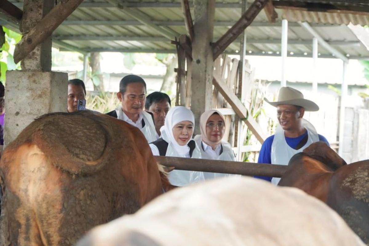 Pasokan Kurban Lamongan Melimpah, Sapi Tersedia 8.983 Ekor Melampaui Kebutuhan 2026
