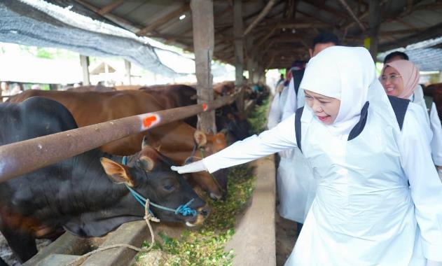 Pasokan Kurban Jawa Timur Melimpah, Kebutuhan Idul Adha 2026 Dipastikan Terpenuhi