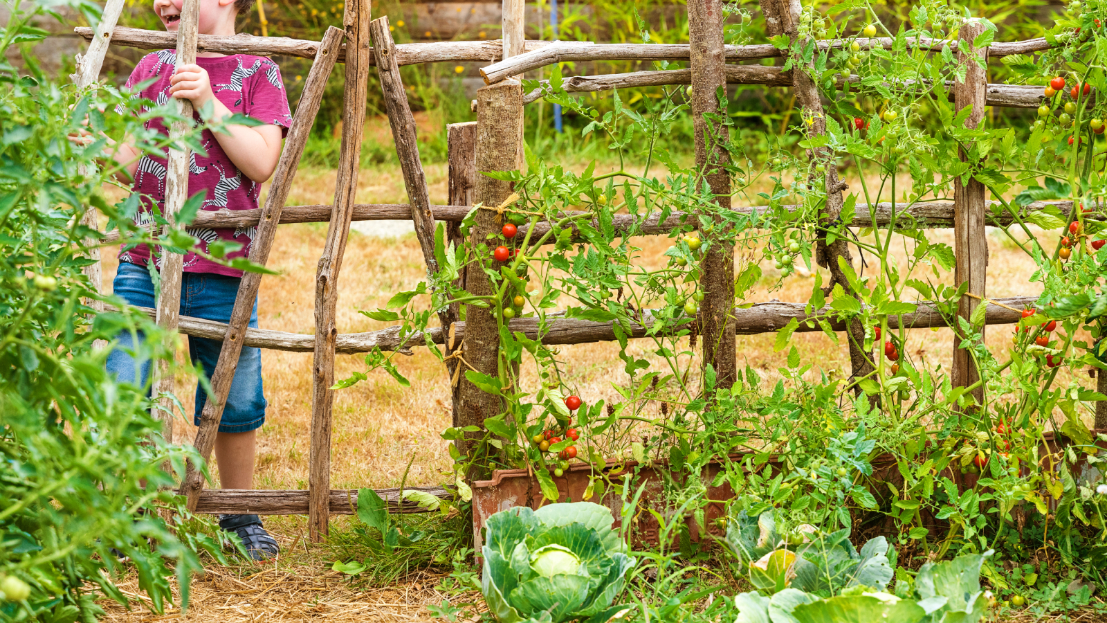 Bayam Merah Tumbuh Cepat Di Ruang Sempit, 8 Desain Kebun Vertikal Yang Praktis