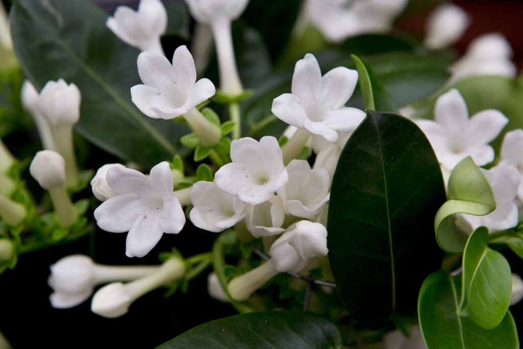 Aroma Alami dari 7 Tanaman Hias Ini Bisa Bikin Rumah Lebih Segar dan Rileks