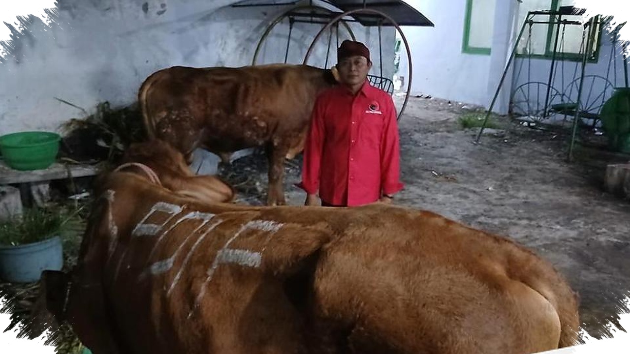 468 Sapi Kurban Disalurkan PDIP Jatim, Pesantren Hingga Warga Dapat Bagian