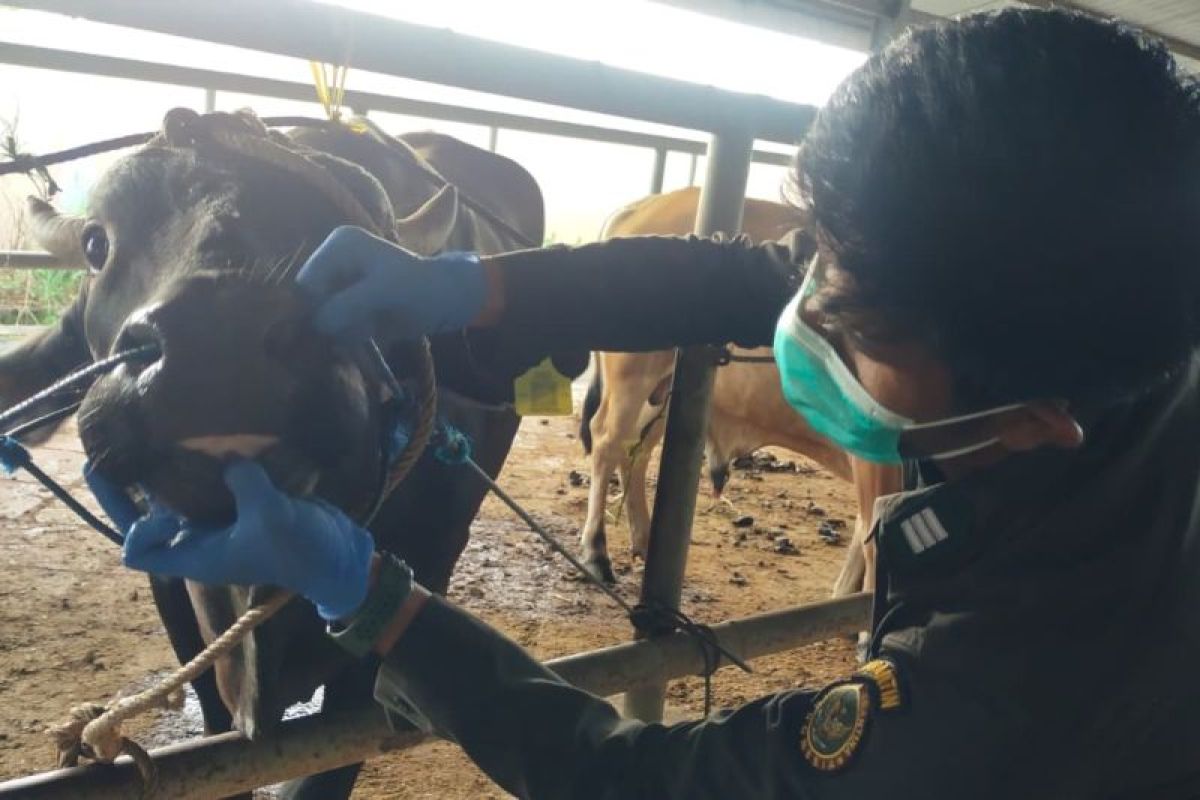 Menjelang Idul Adha, Ribuan Sapi Sulsel Mengalir ke Kalimantan, Karantina Diperketat di Pelabuhan