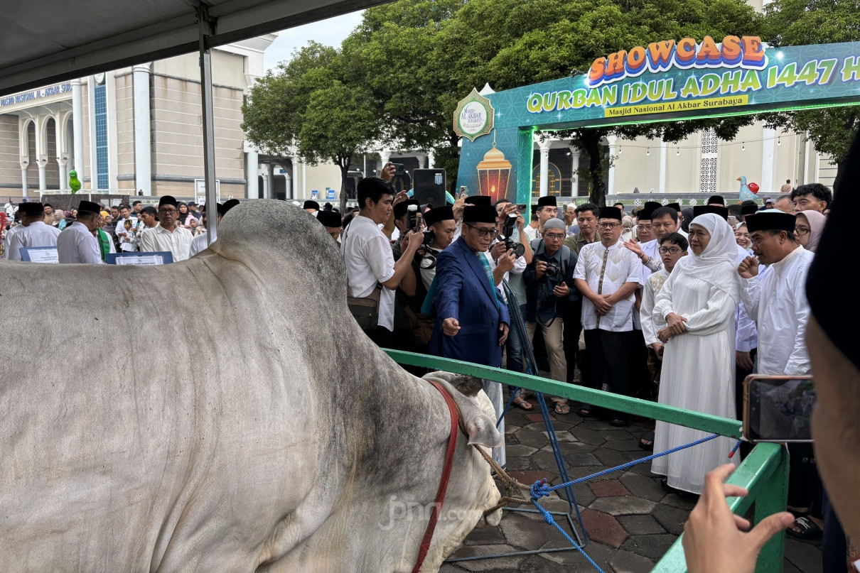 Penjualan Kurban Jatim Melonjak, Stok Hewan Tetap Aman Jelang Iduladha 2026