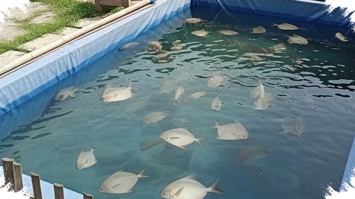 Budidaya Bawal Di Kolam Terpal Lebih Mudah Dikendalikan, Cocok Untuk Pemula Rumahan
