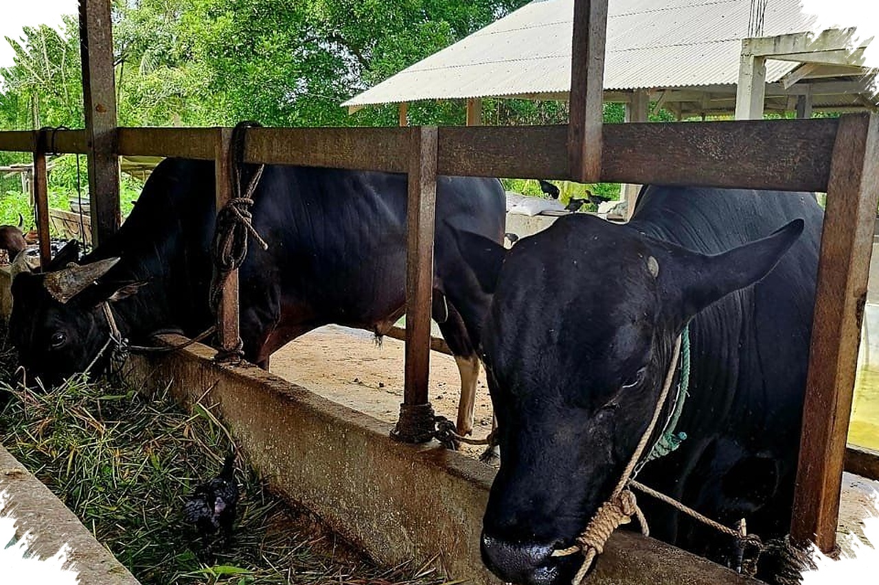 Pesan 35 Sapi Kurban Boyolali Membuka Napas Baru Bagi Peternak Kecil di Desa