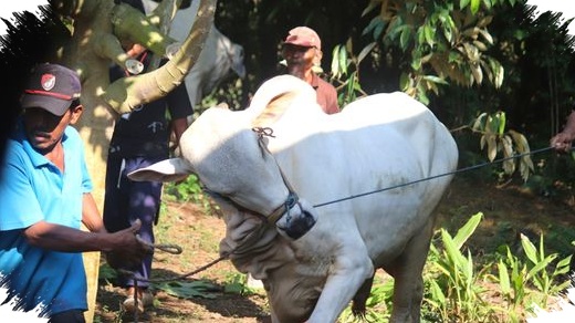 Kurban Nazar Tidak Boleh Dimakan Sedikit Pun, Aturan Kurban Sunah Jauh Lebih Longgar