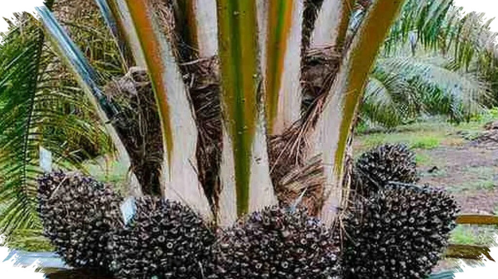 PalmCo Dan BRIN Genjot Bio-CBG, Limbah Sawit Diolah Jadi Gas Pengganti LPG