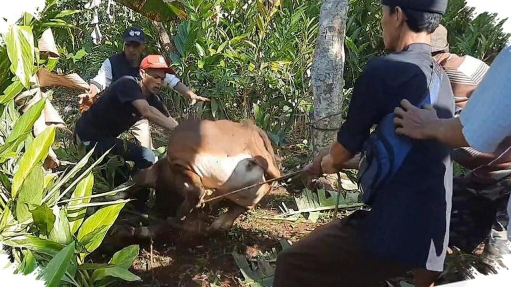 Sapi Kurban Lari Ke Hutan Hingga 4 Kilometer, Jawa Barat Dibuat Repot Saat Idul Adha