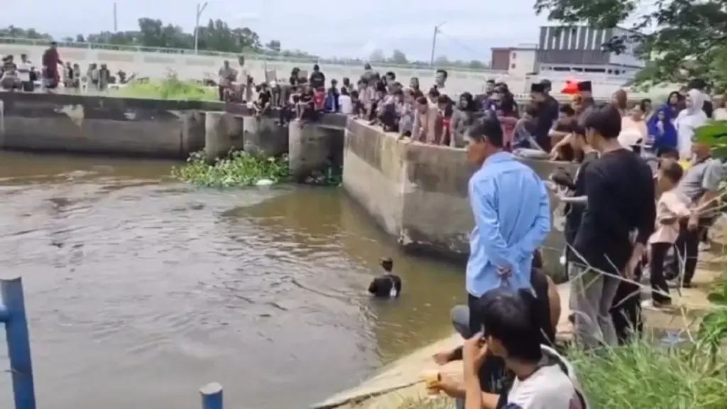 Panitia Kurban di Palembang Tenggelam Saat Mencuci Jeroan Sapi di Tepi Musi
