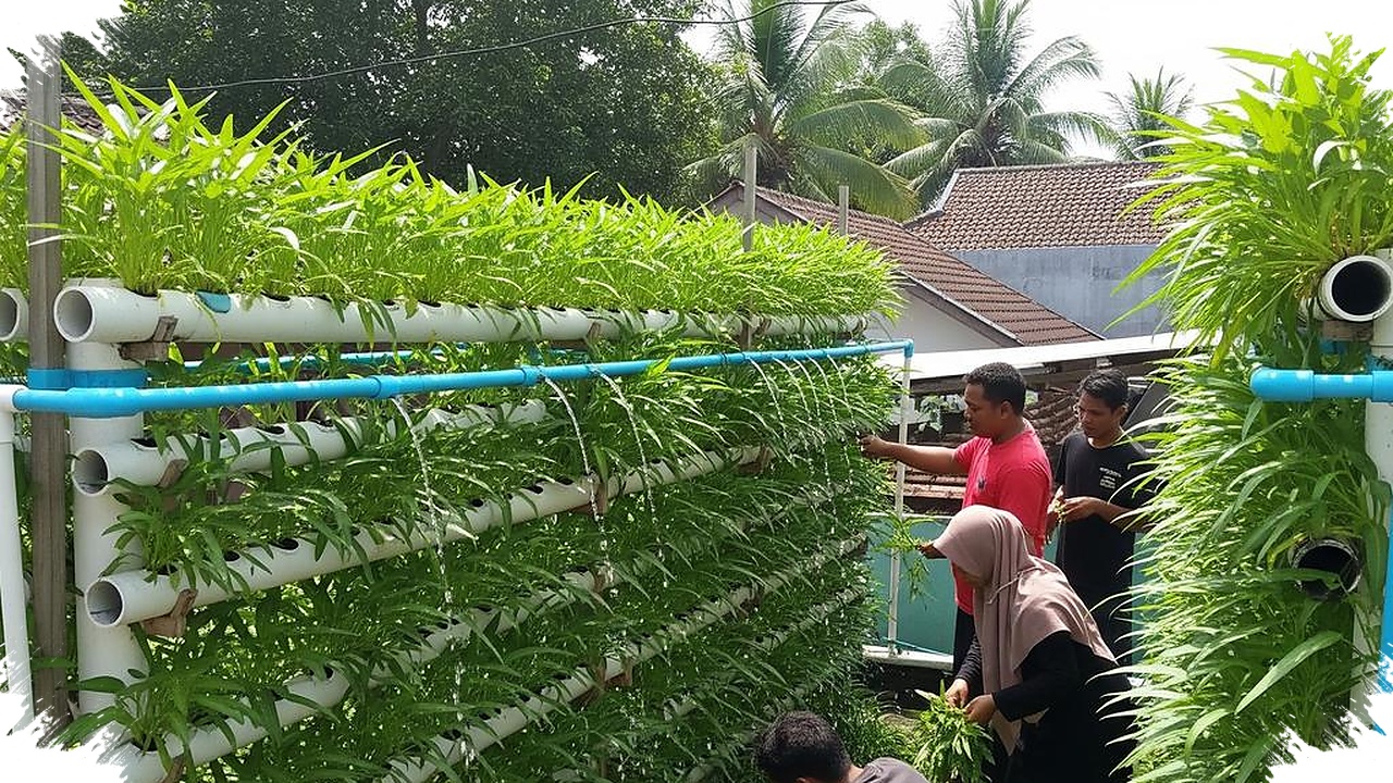 Kangkung Bisa Tumbuh Rapi Di Ruang Sempit, 8 Model Vertikal Ini Bantu Panen Lebih Cepat