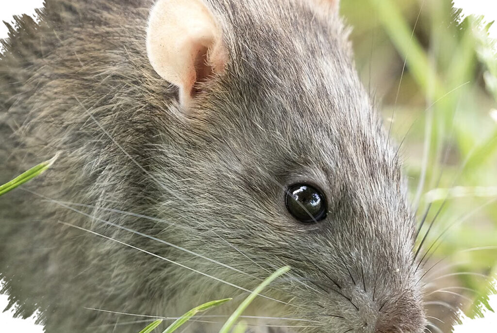 Ancaman Hantavirus Tak Hanya Di Tikus Got, Lima Spesies Ini Juga Masih Berkeliaran Dekat Kita