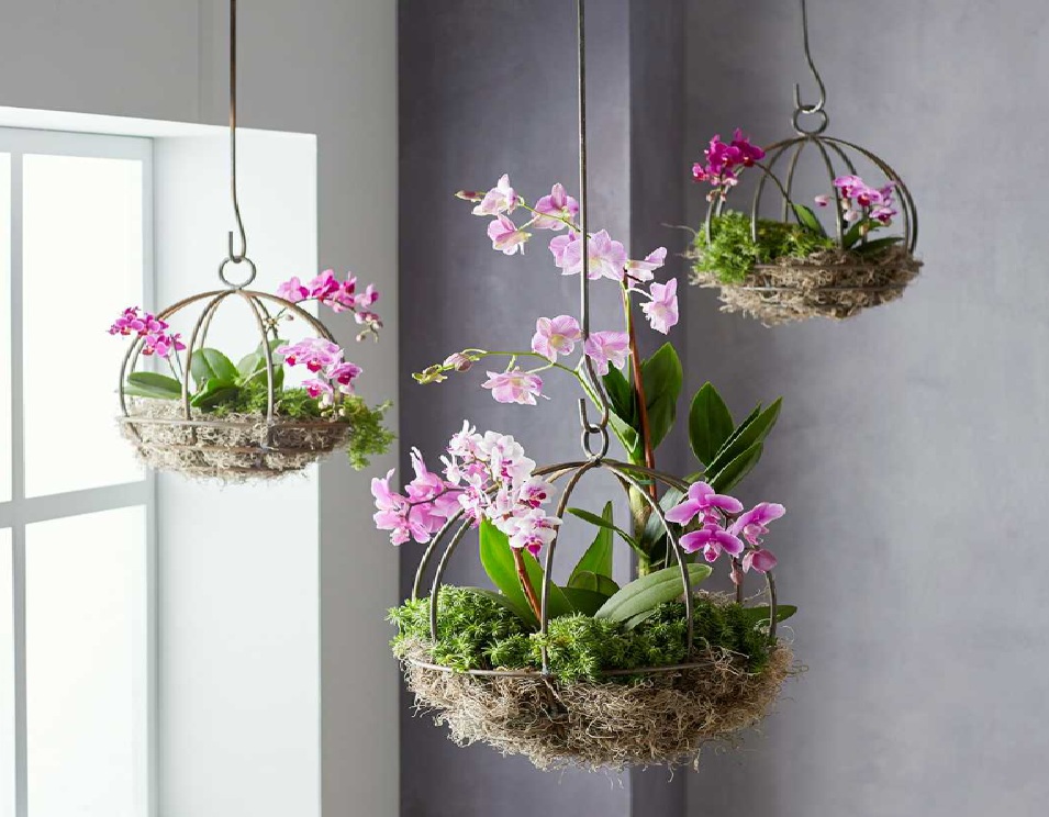Sirih Gading Hingga Petunia Gantung, 6 Tanaman Minimalis yang Bikin Rumah Terasa Lebih Teduh