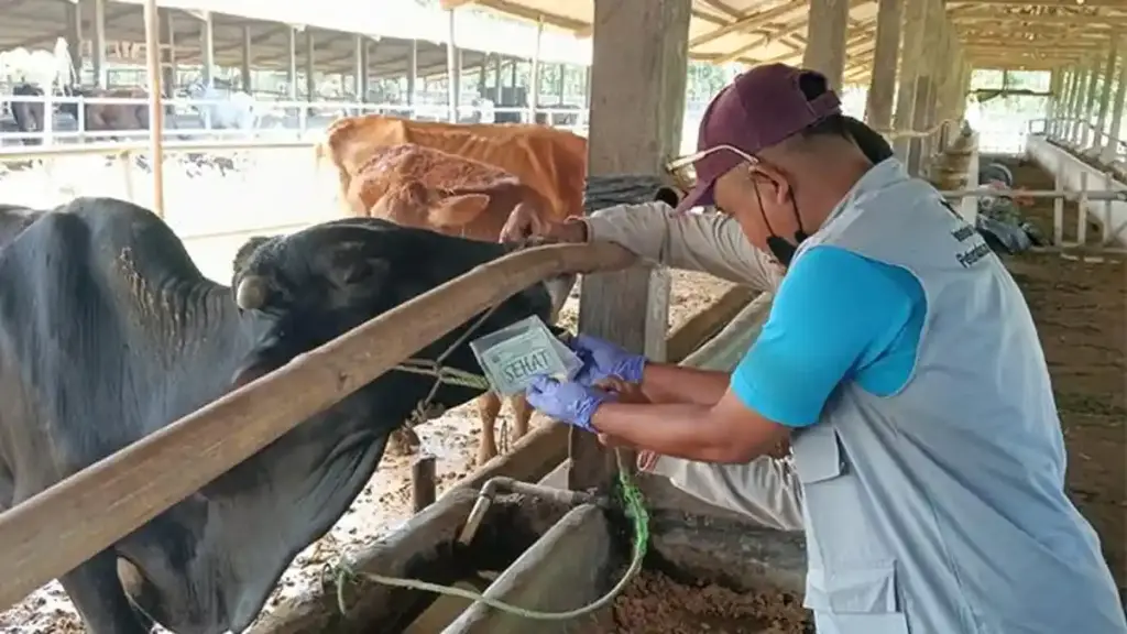 Domba Lampung Melonjak Paling Tinggi, Sapi Dan Kerbau Juga Menguat Di Pasar Kurban Luar Daerah