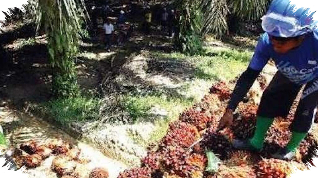 Saat TBS Tertekan, PalmCo Tetap Serap Sawit Petani dan Jaga Harga Tetap Wajar