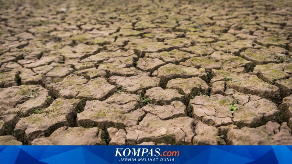 Kemarau Juni 2026 Mengintai 11 Wilayah Jateng, Purbalingga Hingga Kebumen Perlu Siaga Dini