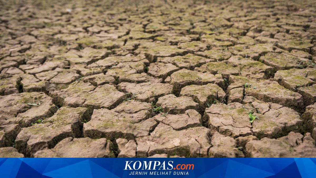 Kemarau Juni 2026 Mengintai 11 Wilayah Jateng, Purbalingga Hingga Kebumen Perlu Siaga Dini