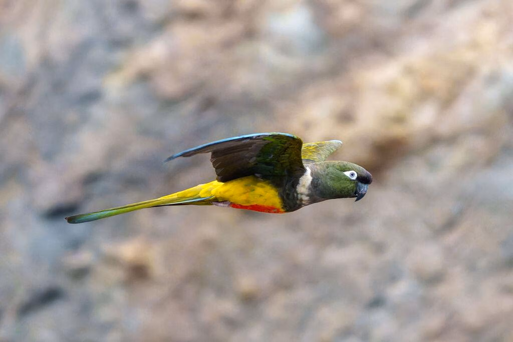 Koloni Raksasa Burung Beo Penggali Patagonia Kian Terdesak Oleh Ancaman Habitat