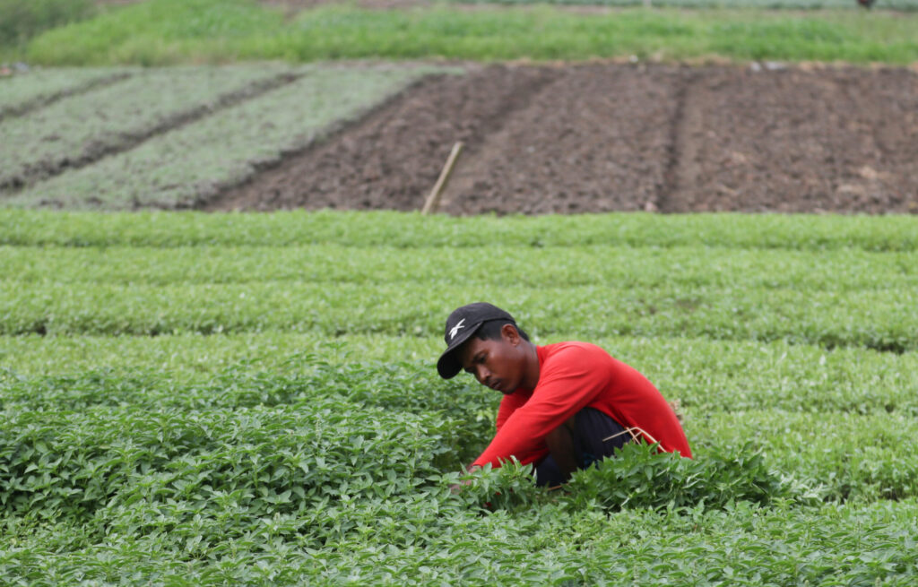Pemkab Agam Dukung Tanam Kedelai Di Lahan Eks HGU, Sosialisasi Status Jadi Kunci